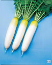 春やよい2号 1万粒 大根 ダイコン だいこん F1 中原採種場