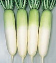 献夏青首大根 2dl 大根 ダイコン だいこん