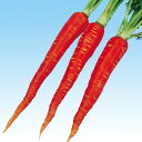 博多金時 1l ニンジン にんじん 人参 中原採種場