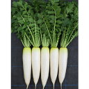 鉄の砦 8000粒 大根 ダイコン だいこん