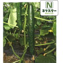ネクスター2号改良 350粒 胡瓜 キュウリ きゅうり