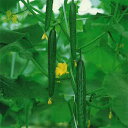 ハイグリーン22 350粒　胡瓜 キュウリ きゅうり