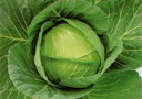 夏秀 5千粒(コートL) キャベツ F1 中原採種場