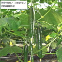 まりん 350粒 胡瓜 キュウリ きゅうり