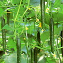 ハイ・グリーン21 350粒 胡瓜 キュウリ きゅうり