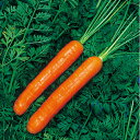 ウインナーキャロット 2dl ニンジン にんじん 人参 F1 中原採種場