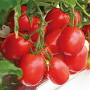 すずこまトマト 1000粒 トマト とまと 蕃茄