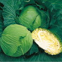 夢舞台甘藍 タキイ交配 L5千粒5センR キャベツ 甘藍 かんらん カンラン