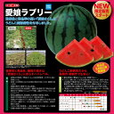 小玉　愛娘ラブリー(うどんご耐病性) 200粒 スイカ すいか 西瓜