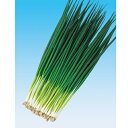 やまひこ 1L 葱 ネギ ねぎ 中原採種場