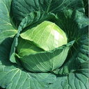 輝 ペレット 5000粒 キャベツ