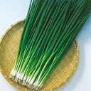 ひこいち葱 1l 葱 ネギ ねぎ F1 中原採種場