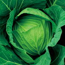 YR万代 5千粒(コートL) キャベツ F1 中原採種場