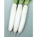 秋相撲 8000粒 大根 ダイコン だいこん