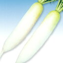 青首総太(長型) 5千粒(コート3L) 大根 ダイコン だいこん F1 中原採種場