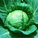 YRデライトボール ペレット 5000粒 キャベツ