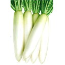 順冬(KAD-226)8000粒 大根 ダイコン だいこん