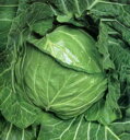 ペレット種子 YR青春 5000粒(L) キャベツ