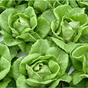 サラダナ JP2 コート 5000粒 レタス