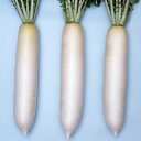 ペレット種子 市の宮 5000粒(3L) 大根 ダイコン だいこん