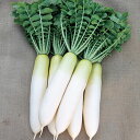春の守 大根 ペレット5千粒 大根 ダイコン だいこん