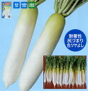 *夏の砦 8000粒 大根 ダイコン だいこん