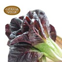 レッドロメインレタス　RR-1 Lコート5千粒 レタス ウエキ育成 横浜植木