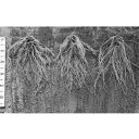 がんばる根サミット 1000粒 台木 ダイギ だいぎ 100粒 トマト台木 愛三種苗