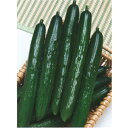 Vシュート 350粒 タキイ交配 胡瓜 キュウリ きゅうり