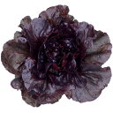 レッドループ ペレット5000粒 レタス