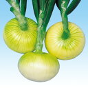 博多こがね 100g 玉ねぎ たまねぎ 玉葱 タマネギ 中原採種場