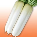 YR秋ぞなえ コート5000粒 大根 ダイコン だいこん 宇治交配