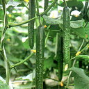 エクセレント節成353 350粒 胡瓜 キュウリ きゅうり