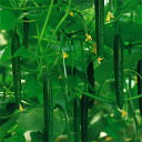 ハイグリーン21 350粒　胡瓜 キュウリ きゅうり