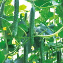 MTフェニックス 350粒 胡瓜 キュウリ きゅうり