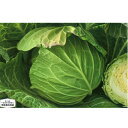 YR彩ごころ コート5000粒 キャベツ 甘藍 かんらん カンラン
