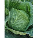 あおなみ ペレット5000粒 キャベツ ノウリン交配