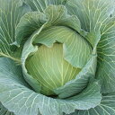 コート種子 ふゆたか L5(5000粒) キャベツ