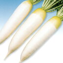 ながはる 8000粒 大根 ダイコン だいこん F1 中原採種場