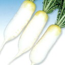 青首総太(短型) 1万粒 大根 ダイコン だいこん F1 中原採種場