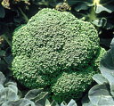 コート種子 晩緑95 L5(5000粒) ブロッコリー