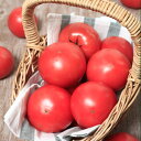 PRIMAX ハウスパルト トマト PRIMAX1000粒 トマト とまと 蕃茄