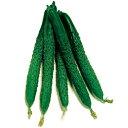 近成四葉2号 2dl きゅうり 胡瓜