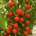 エコスイートミニ 1000粒 トマト とまと 蕃茄 1000粒 トマト とまと 蕃茄 愛三種苗