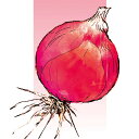 ロゼたま 2DL 玉ねぎ たまねぎ 玉葱 タマネギ 松永交配