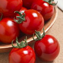 サマー千果 1000粒 トマト とまと 蕃茄