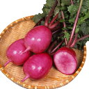 京ざくら 2dl詰 大根 ダイコン だいこん 宇治交配