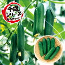 ドカナリ千成(ミニ胡瓜) 500粒 胡瓜 キュウリ きゅうり F1 中原採種場