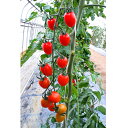 TYプリモルビー(ミニ) 1000粒 トマト とまと 蕃茄