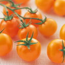 PRIMAXシンディーオレンジトマト PRIMAX1000粒 トマト とまと 蕃茄